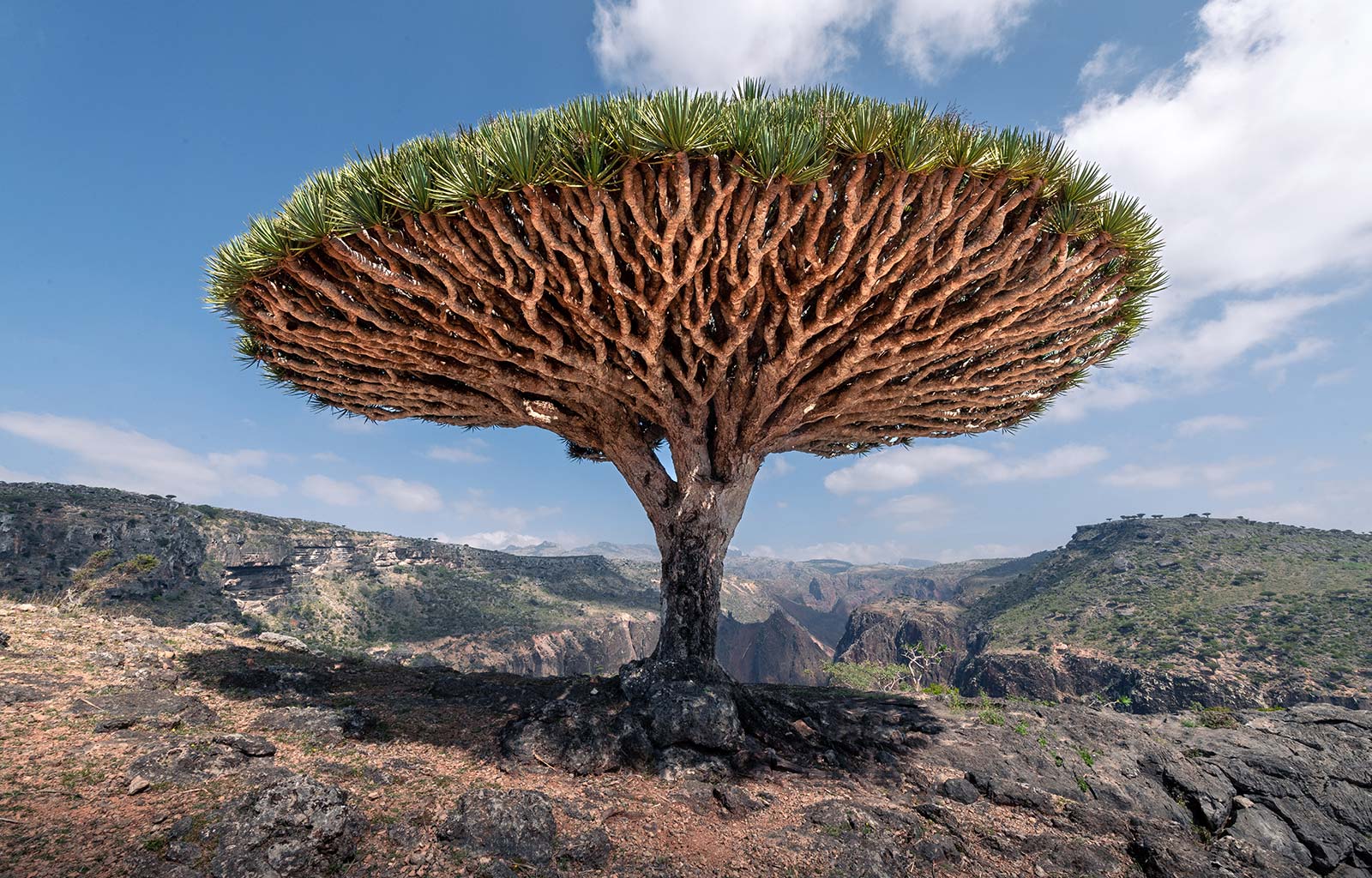 Socotra e la sua biodiversità Socotra it