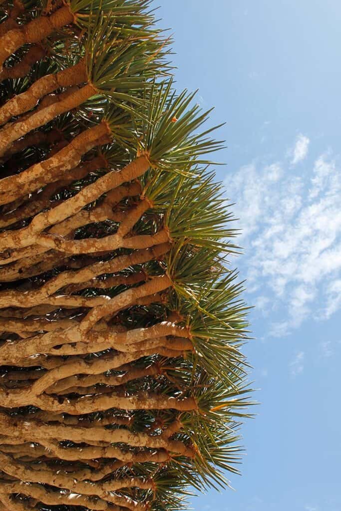 socotra-albero-sangue-drago-dracaena-cinnabari