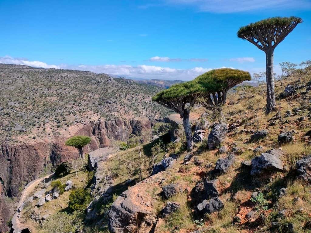 socotra-altopiano-di-diksam-alberi-del-sangue-drago-02
