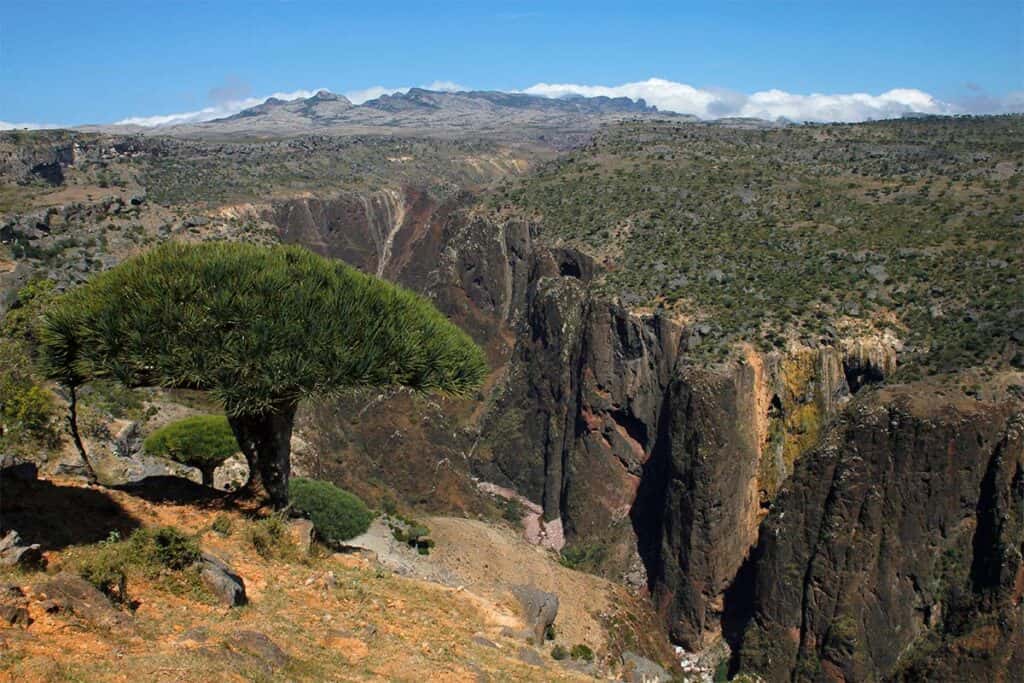 socotra-altopiano-di-diksam-alberi-del-sangue-drago