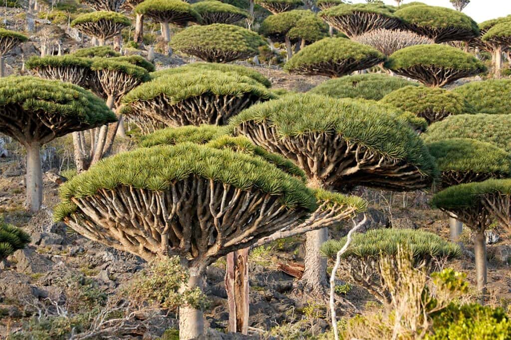 socotra-foresta-alberi-sangue-drago-dracaena-cinnabari