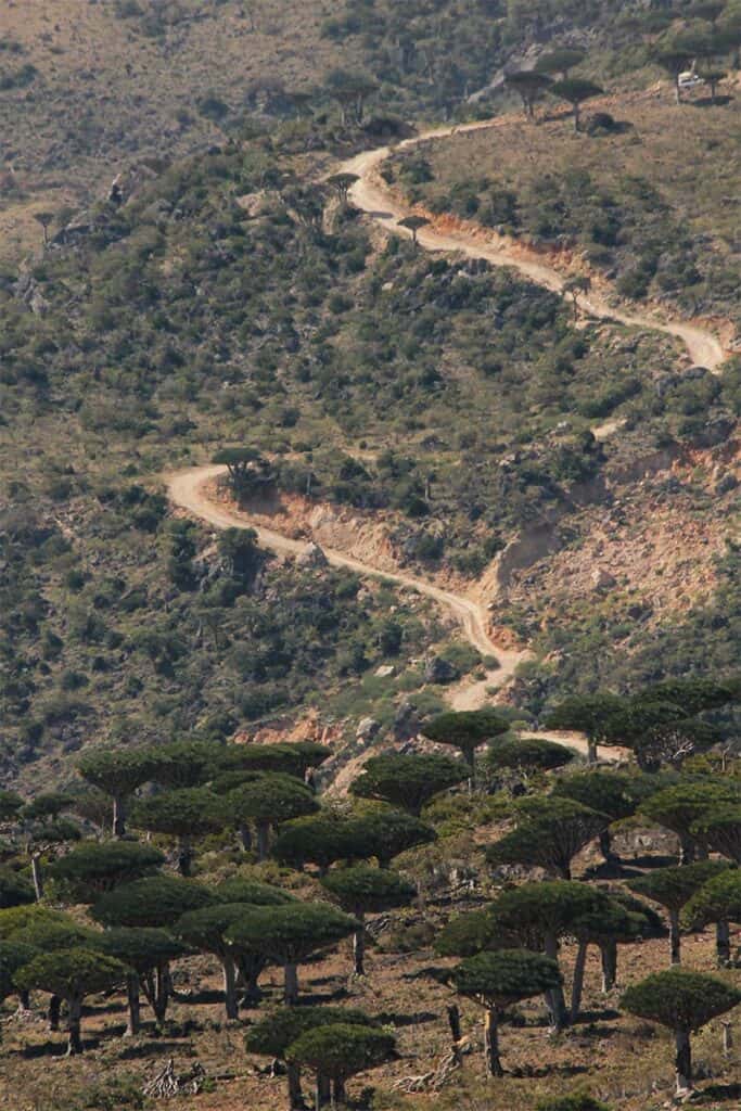 socotra-tour-altopiano-di-diksam-alberi-del-sangue-drago-dracaena-cinnabari