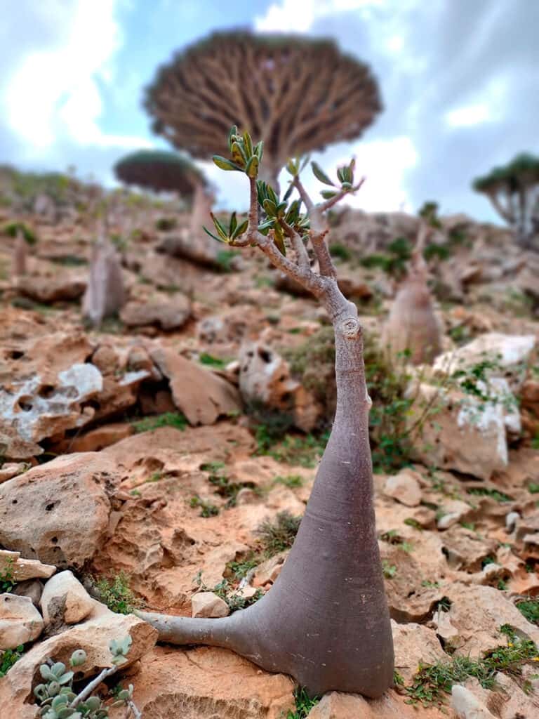 socotra-tour-altopiano-momi-05