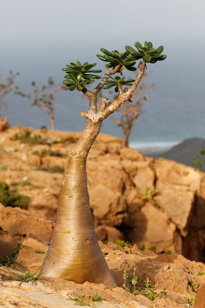 socotra-tour-altopiano-momi-10