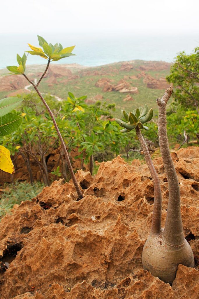 socotra-tour-hoq-cave-04