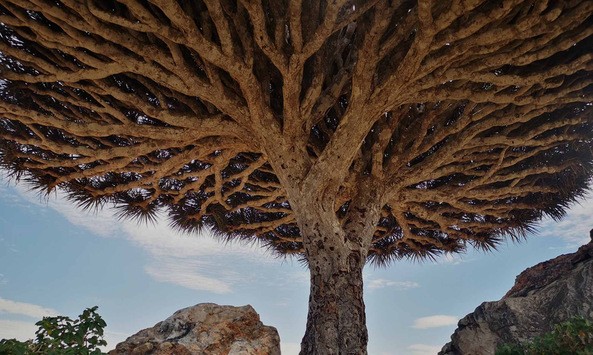 L’Albero del Sangue di Drago: il simbolo di Socotra tra mito e realtà