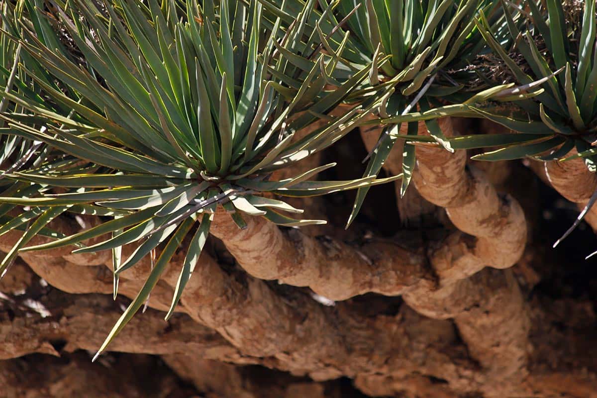 Dettaglio di un albero del Sangue di Drago a Socotra
