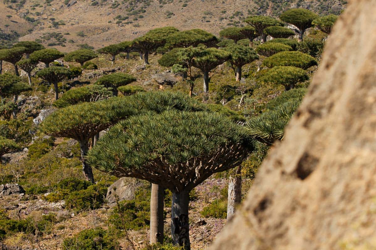 Alberi del Sangue di Drago sull'altopiano di Diksam