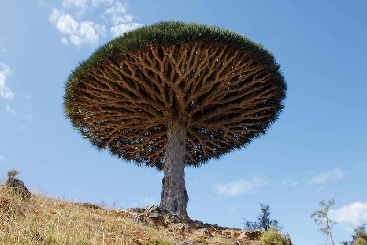 Albero del Sangue di Drago a Socotra con la sua caratteristica sagoma ad ombrello