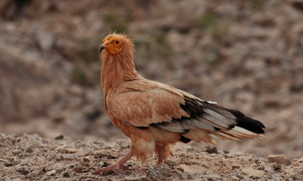 Capovaccaio (Neophron percnopterus)