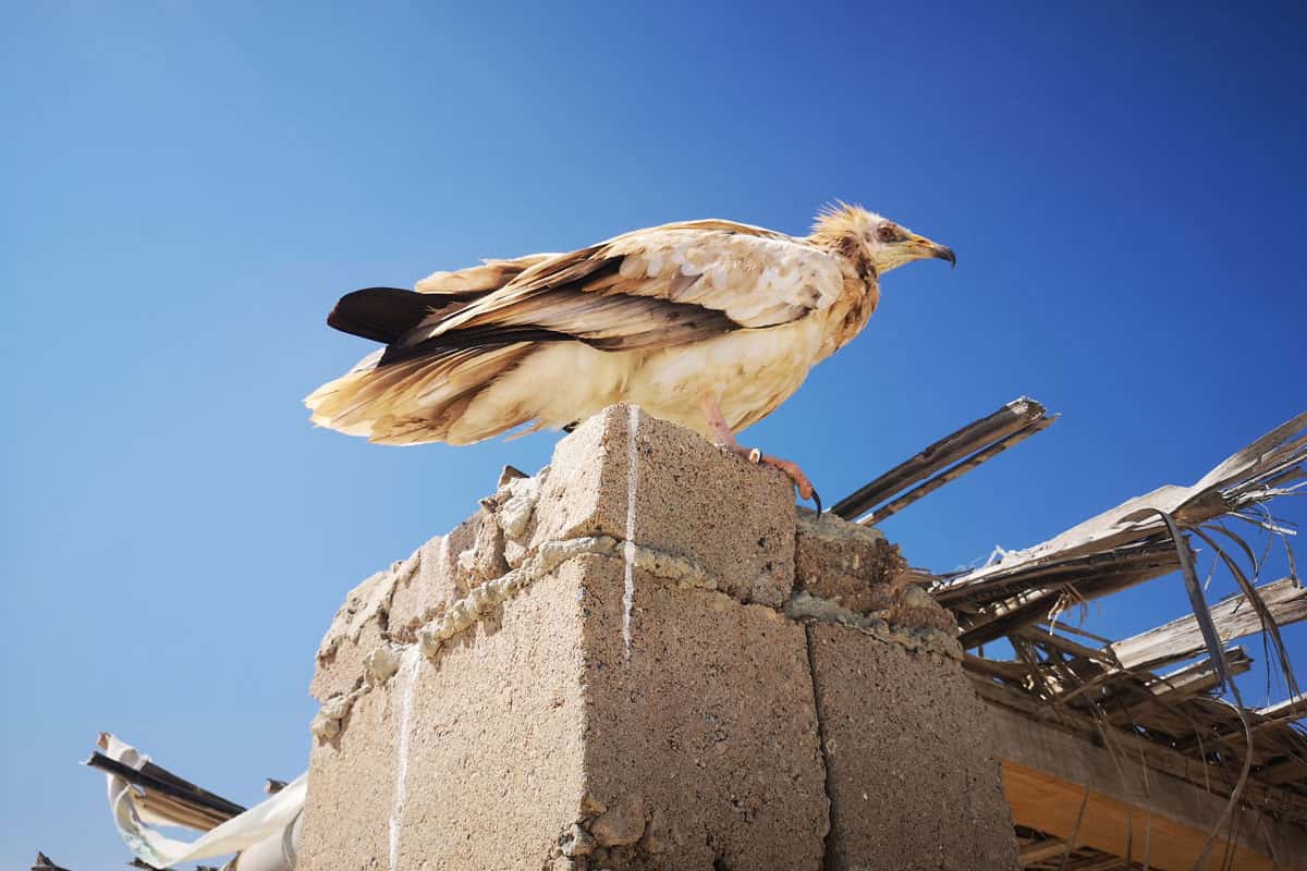 Capovaccaio appollaiato su un edificio nell'isola di Socotra