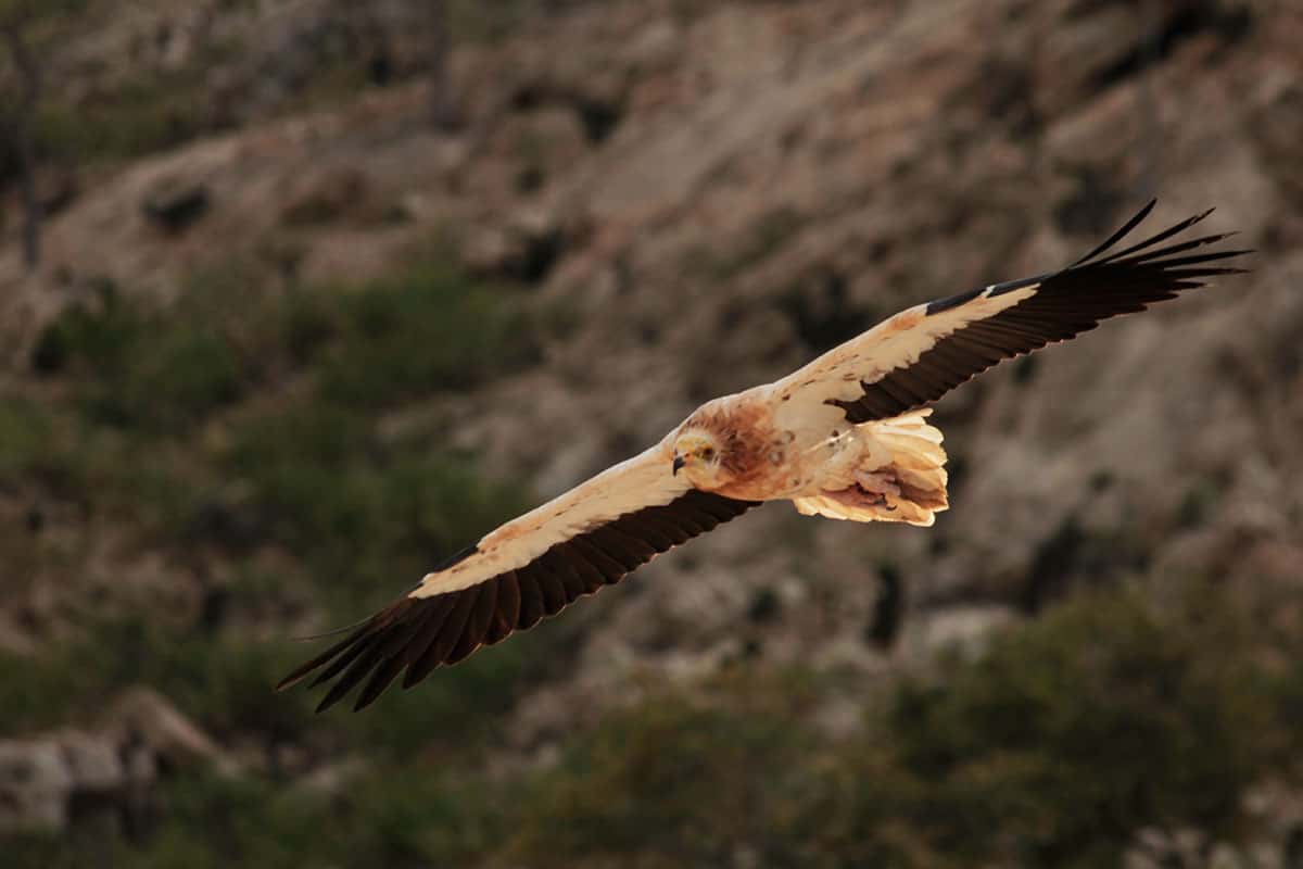 Capovaccaio in volo sull'isola di Socotra
